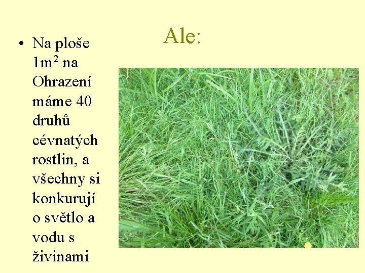  • Na ploše 1 m 2 na Ohrazení máme 40 druhů cévnatých rostlin,