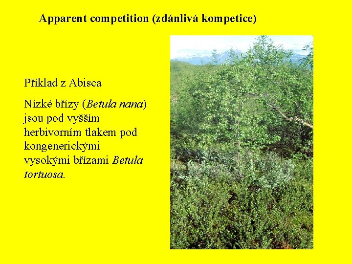 Apparent competition (zdánlivá kompetice) Příklad z Abisca Nízké břízy (Betula nana) jsou pod vyšším