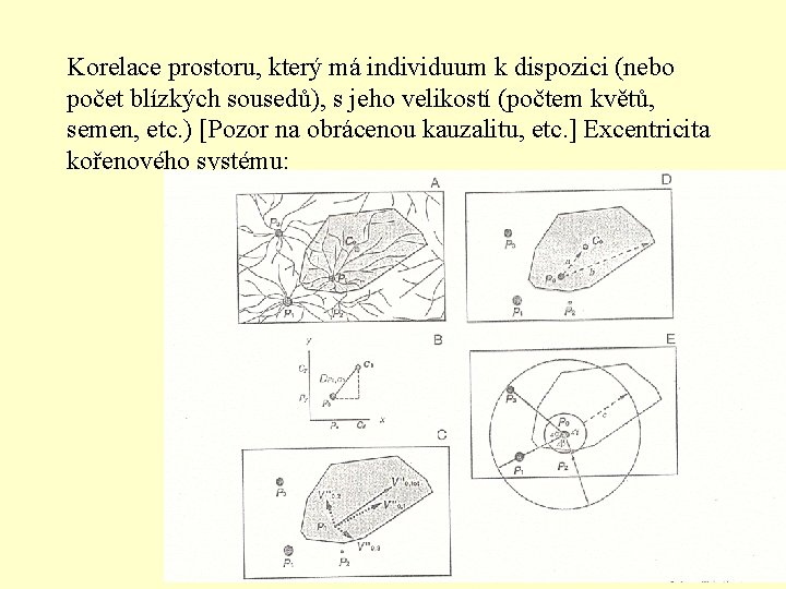 Korelace prostoru, který má individuum k dispozici (nebo počet blízkých sousedů), s jeho velikostí