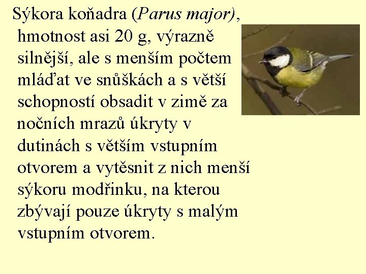  Sýkora koňadra (Parus major), hmotnost asi 20 g, výrazně silnější, ale s menším