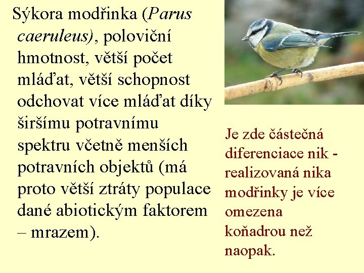  Sýkora modřinka (Parus caeruleus), poloviční hmotnost, větší počet mláďat, větší schopnost odchovat více