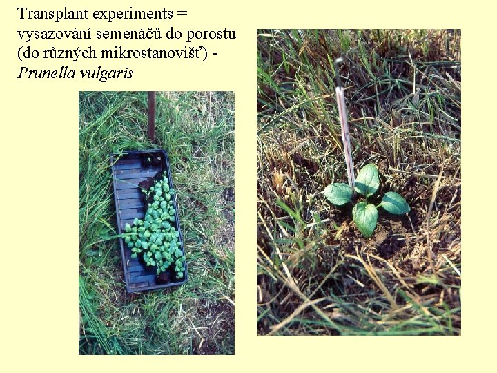 Transplant experiments = vysazování semenáčů do porostu (do různých mikrostanovišť) - Prunella vulgaris 
