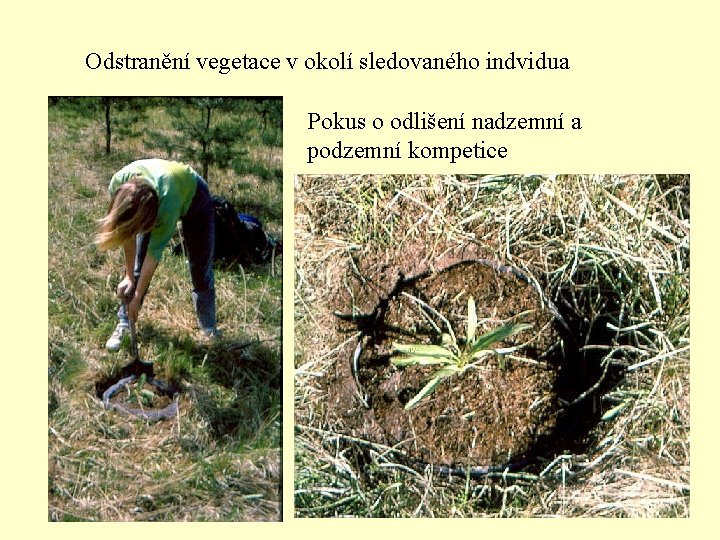 Odstranění vegetace v okolí sledovaného indvidua Pokus o odlišení nadzemní a podzemní kompetice 