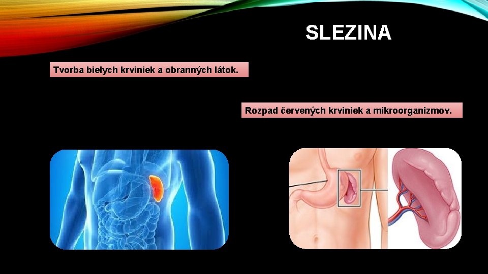 SLEZINA Tvorba bielych krviniek a obranných látok. Rozpad červených krviniek a mikroorganizmov. 