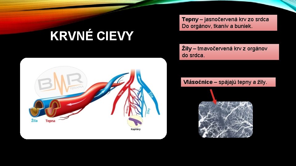 Tepny – jasnočervená krv zo srdca Do orgánov, tkanív a buniek. KRVNÉ CIEVY Žily