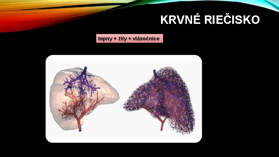 KRVNÉ RIEČISKO tepny + žily + vlásočnice KRVNÉ RIEČISKO tepny + žily + vlásočnice