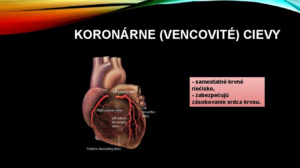 KORONÁRNE (VENCOVITÉ) CIEVY - samostatné krvné riečisko, - zabezpečujú zásobovanie srdca krvou. 