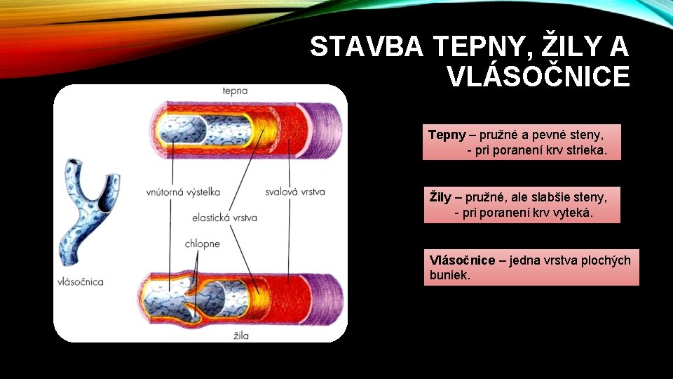 STAVBA TEPNY, ŽILY A VLÁSOČNICE Tepny – pružné a pevné steny, - pri poranení