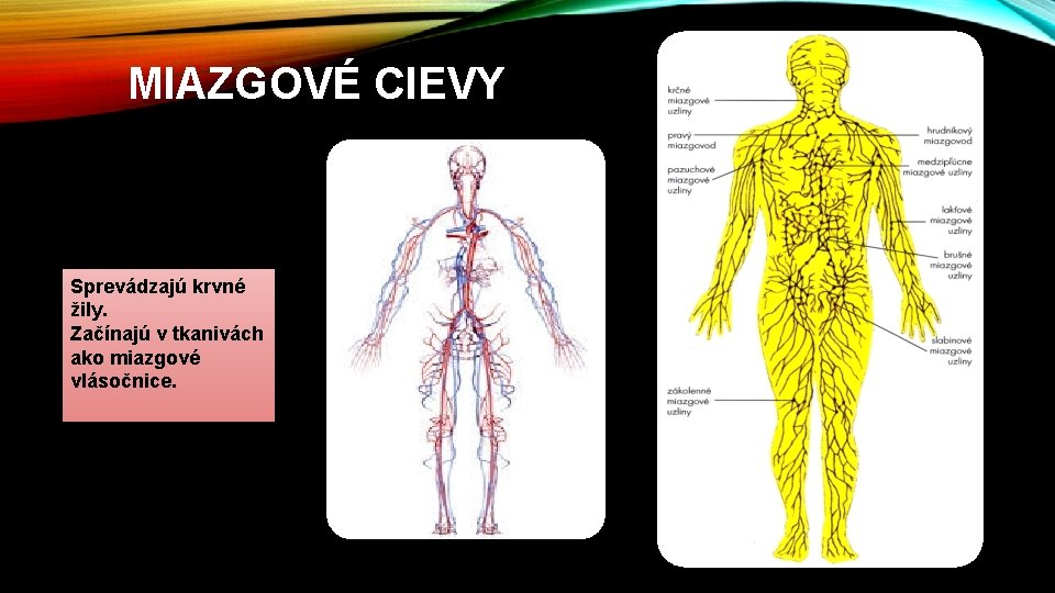 MIAZGOVÉ CIEVY Sprevádzajú krvné žily. Začínajú v tkanivách ako miazgové vlásočnice. 