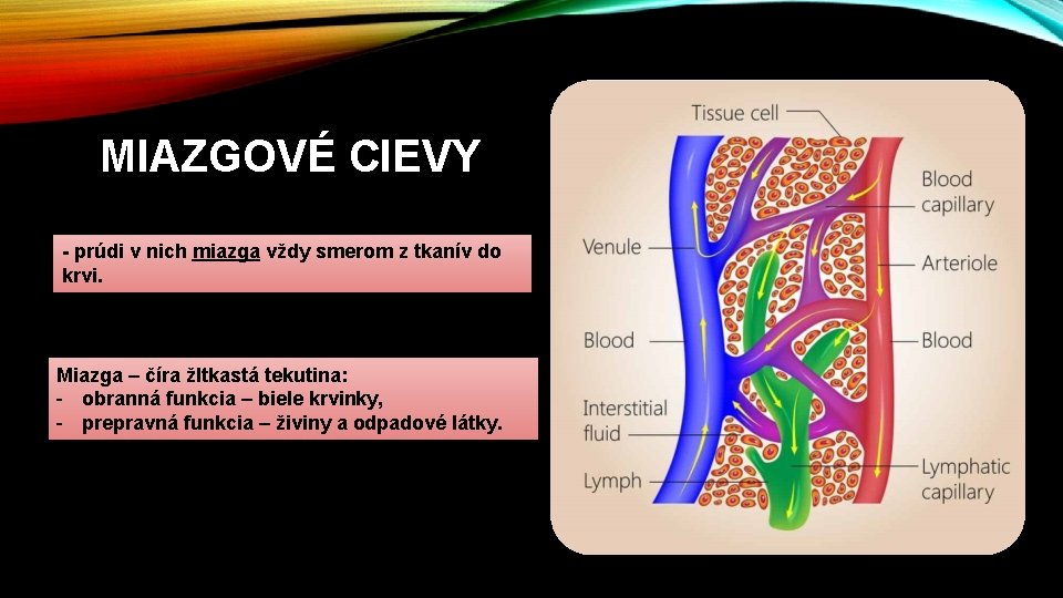MIAZGOVÉ CIEVY - prúdi v nich miazga vždy smerom z tkanív do krvi. Miazga MIAZGOVÉ CIEVY - prúdi v nich miazga vždy smerom z tkanív do krvi. Miazga