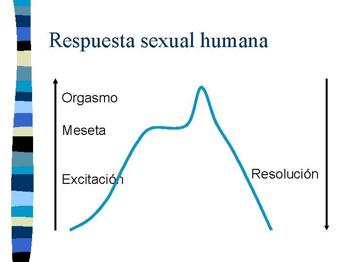 Respuesta sexual humana Orgasmo Meseta Excitación Resolución 