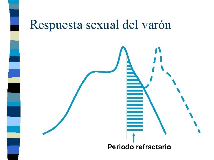 Respuesta sexual del varón Periodo refractario 