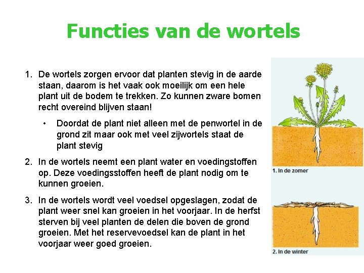 Thema planten Les 6 Wortels Docent Ernest Vak