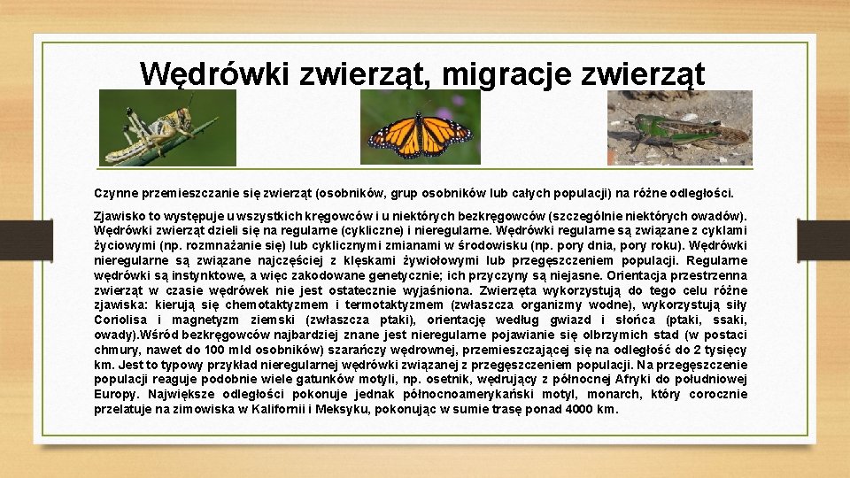 Wędrówki zwierząt, migracje zwierząt Czynne przemieszczanie się zwierząt (osobników, grup osobników lub całych populacji)