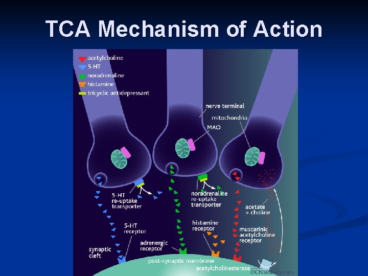 TCA Mechanism of Action 