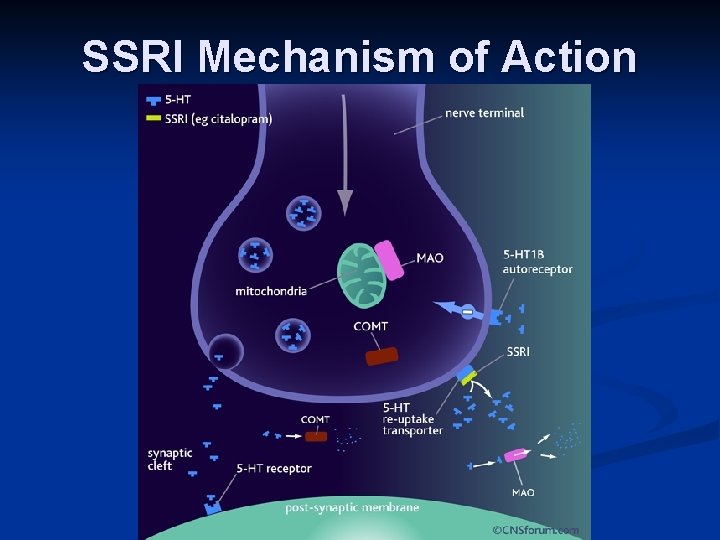 SSRI Mechanism of Action 