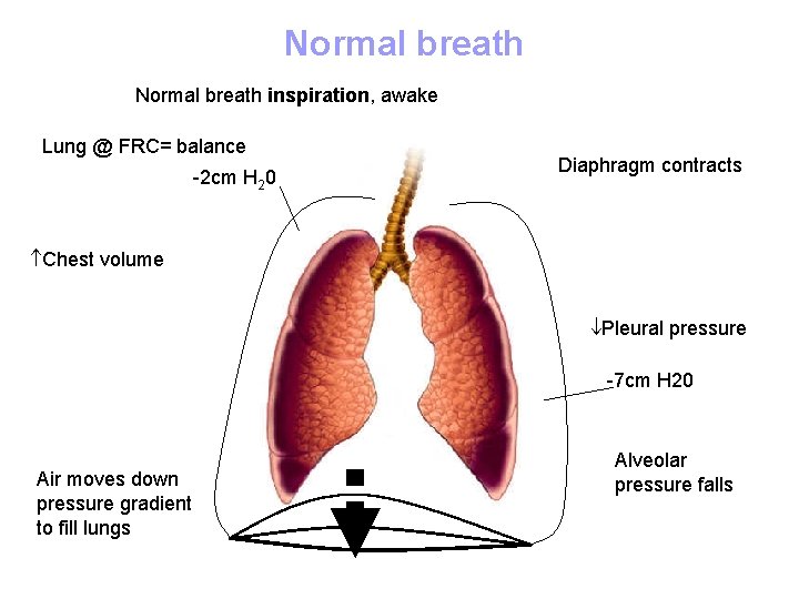 Normal breath inspiration, awake Lung @ FRC= balance -2 cm H 20 Diaphragm contracts