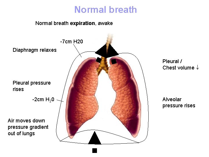 Normal breath expiration, awake -7 cm H 20 Diaphragm relaxes Pleural / Chest volume