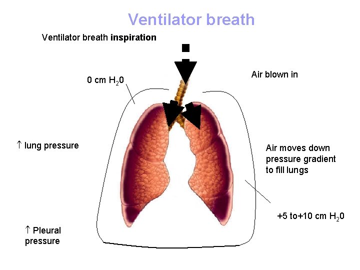 Ventilator breath inspiration 0 cm H 20 lung pressure Air blown in Air moves