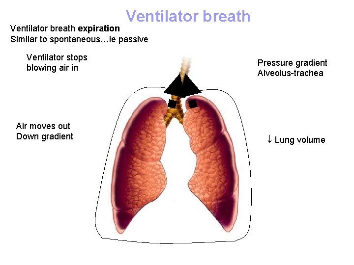 Ventilator breath expiration Similar to spontaneous…ie passive Ventilator stops blowing air in Air moves