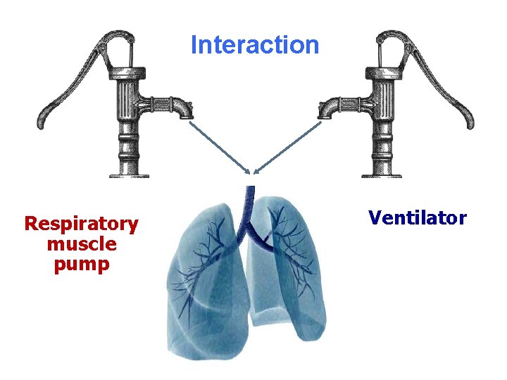 Interaction Respiratory muscle pump Ventilator 
