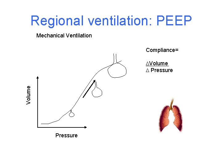 Regional ventilation: PEEP Mechanical Ventilation Compliance= Volume Pressure 