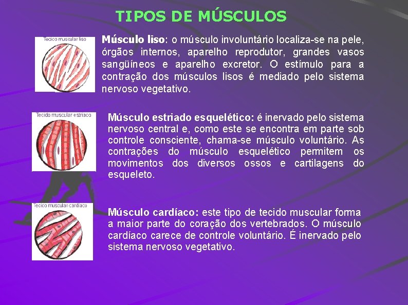 TIPOS DE MÚSCULOS Músculo liso: o músculo involuntário localiza-se na pele, órgãos internos, aparelho
