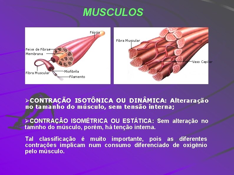 MUSCULOS Fáscia Fibra Muscular Feixe de Fibras Membrana Vaso Capilar Fibra Muscular Miofibrila Filamento