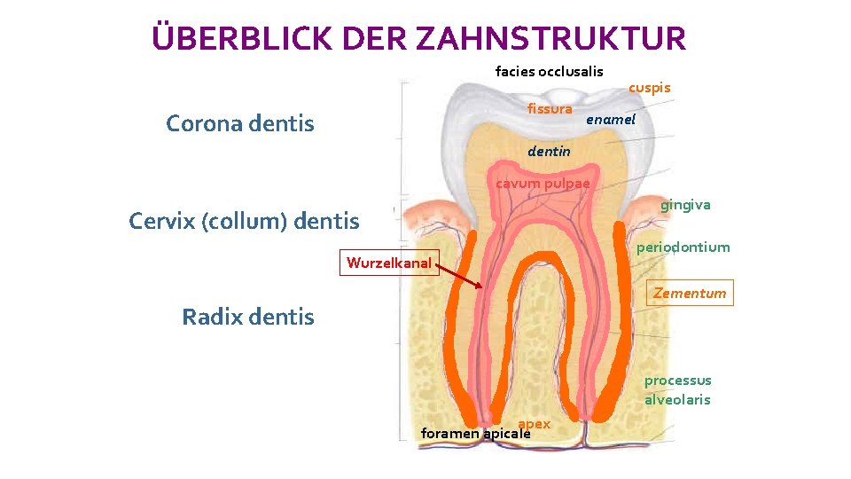 ÜBERBLICK DER ZAHNSTRUKTUR facies occlusalis fissura Corona dentis cuspis enamel dentin cavum pulpae gingiva