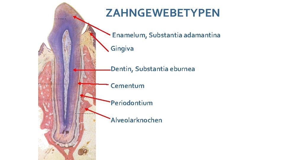 ZAHNGEWEBETYPEN Enamelum, Substantia adamantina Gingiva Dentin, Substantia eburnea Cementum Periodontium Alveolarknochen 