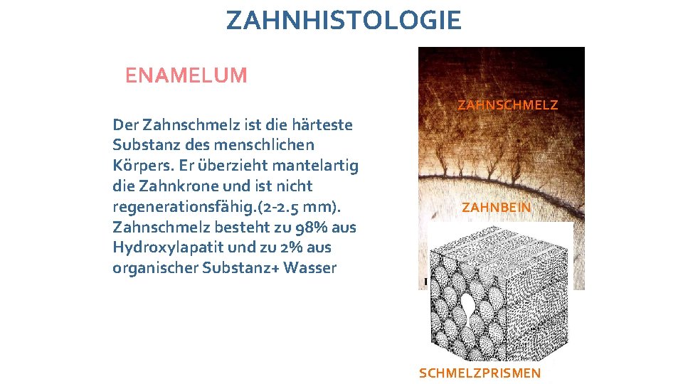 ZAHNHISTOLOGIE ENAMELUM ZAHNSCHMELZ Der Zahnschmelz ist die härteste Substanz des menschlichen Körpers. Er überzieht