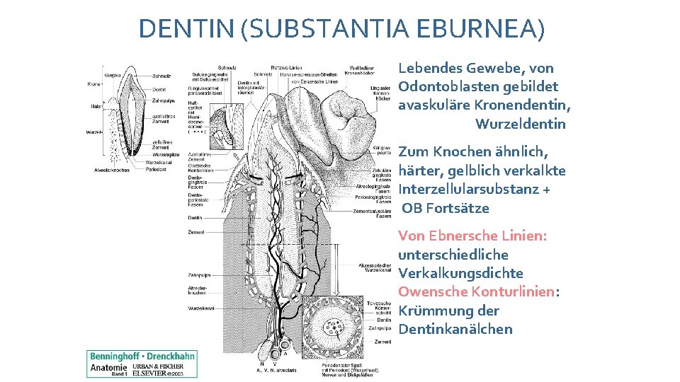 DENTIN (SUBSTANTIA EBURNEA) Lebendes Gewebe, von Odontoblasten gebildet avaskuläre Kronendentin, Wurzeldentin Zum Knochen ähnlich,