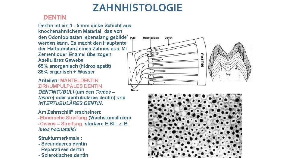 ZAHNHISTOLOGIE DENTIN Dentin ist ein 1 - 5 mm dicke Schicht aus knochenähnlichem Material,
