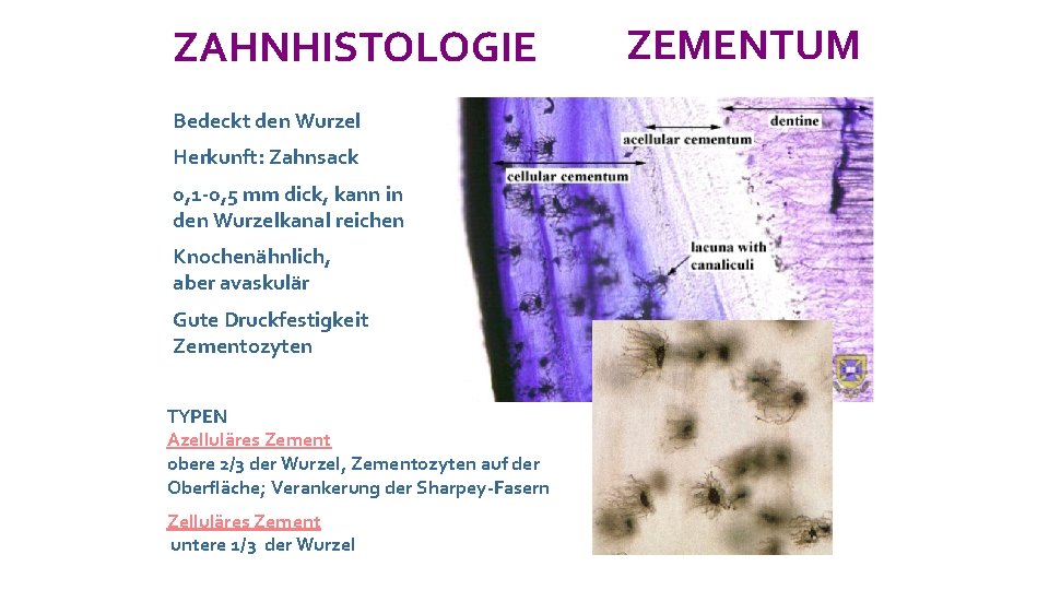 ZAHNHISTOLOGIE Bedeckt den Wurzel Herkunft: Zahnsack 0, 1 -0, 5 mm dick, kann in