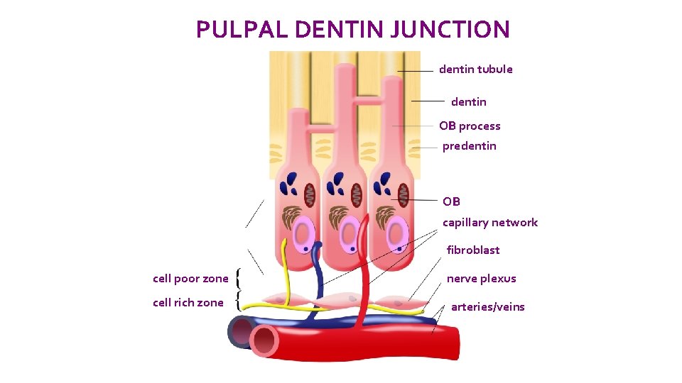 PULPAL DENTIN JUNCTION dentin tubule dentin OB process predentin OB capillary network cell poor