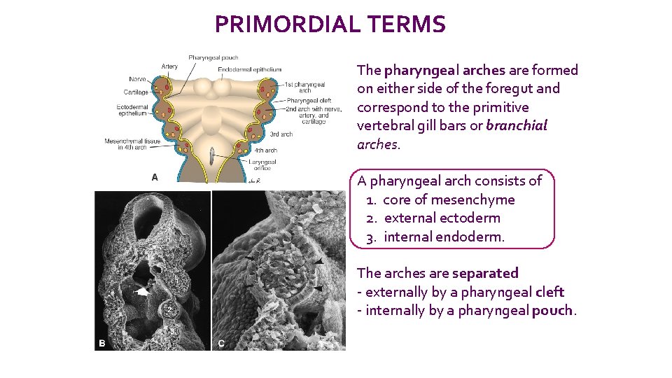 PRIMORDIAL TERMS The pharyngeal arches are formed on either side of the foregut and