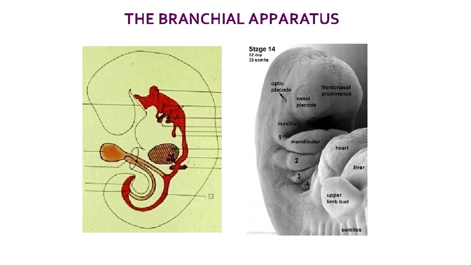 THE BRANCHIAL APPARATUS 