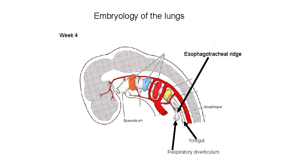 Embryology of the lungs Week 4 Esophagotracheal ridge foregut Respiratory diverticulum 