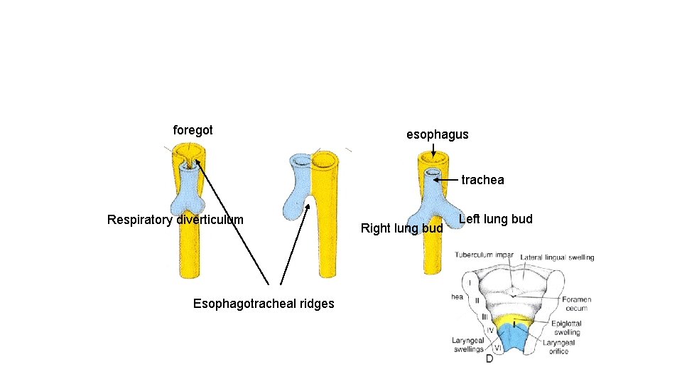 foregot esophagus trachea Respiratory diverticulum Esophagotracheal ridges Right lung bud Left lung bud 