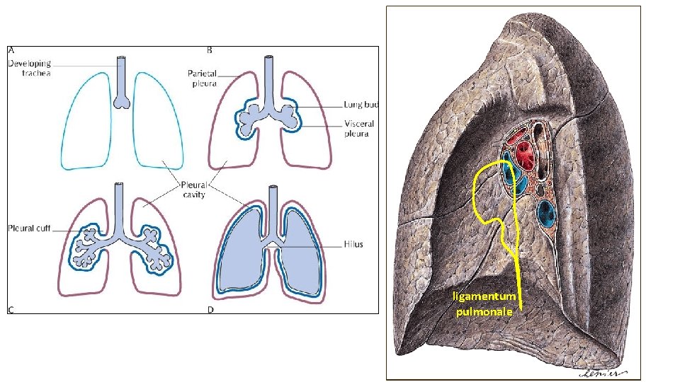 ligamentum pulmonale 