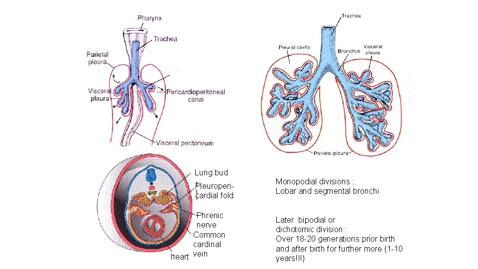 Lung bud Pleuropericardial fold Phrenic nerve Common cardinal heart vein Monopodial divisions : Lobar