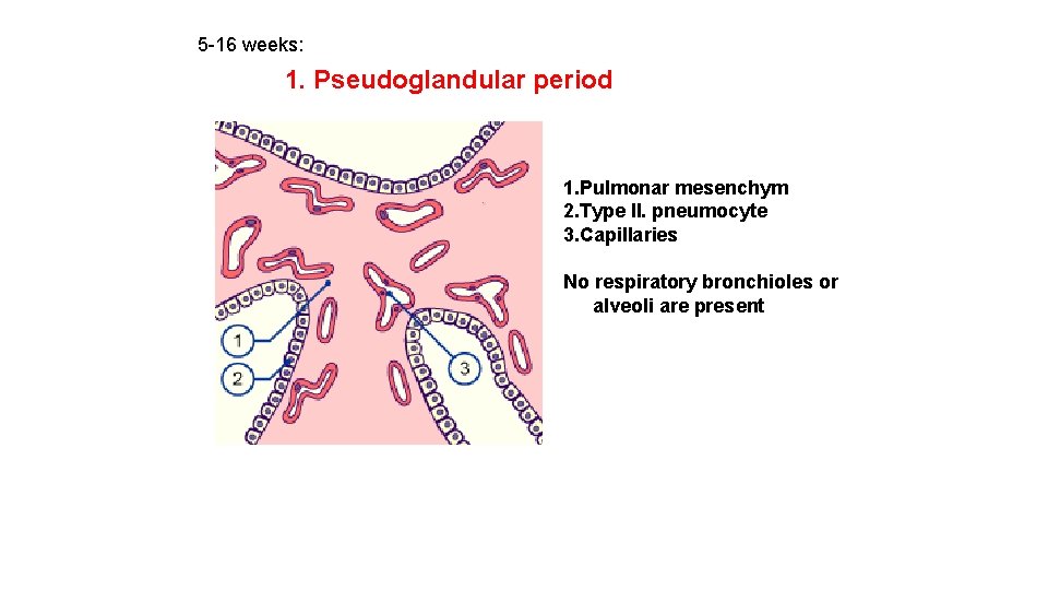 5 -16 weeks: 1. Pseudoglandular period 1. Pulmonar mesenchym 2. Type II. pneumocyte 3.