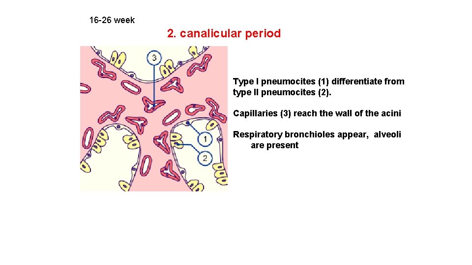 16 -26 week 2. canalicular period Type I pneumocites (1) differentiate from type II