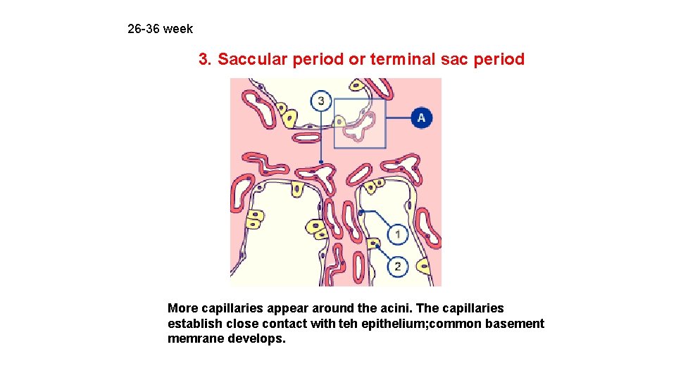 26 -36 week 3. Saccular period or terminal sac period More capillaries appear around