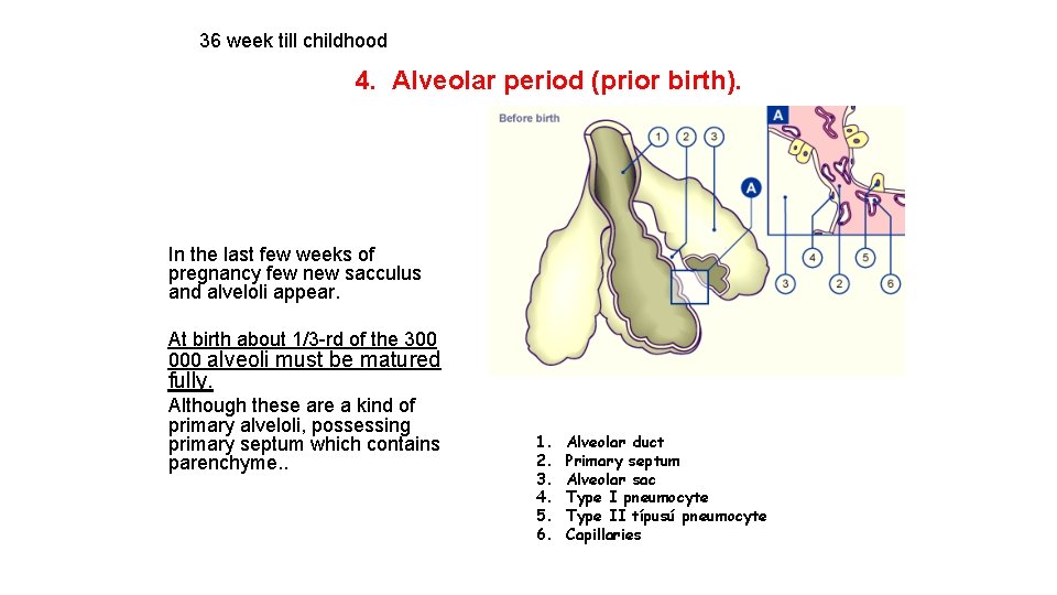 36 week till childhood 4. Alveolar period (prior birth). In the last few weeks