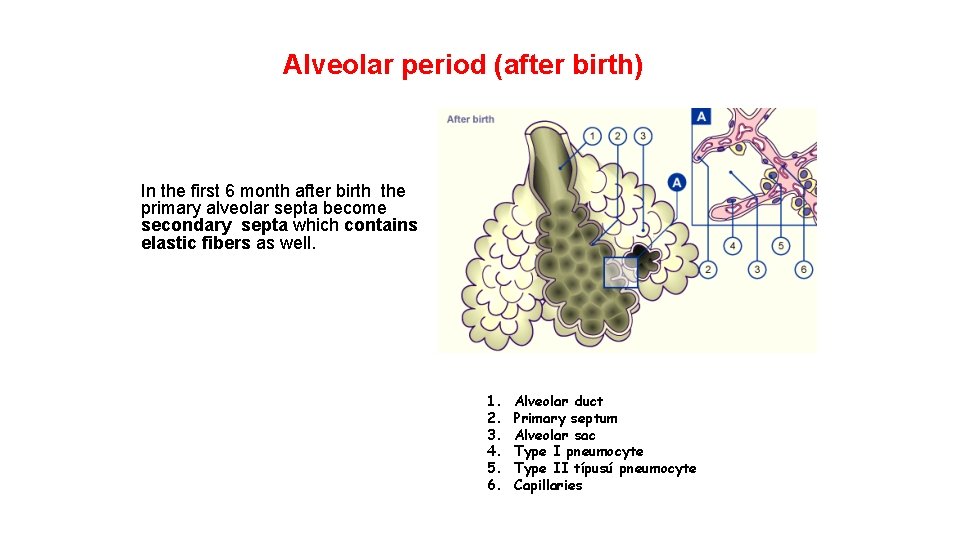 Alveolar period (after birth) In the first 6 month after birth the primary alveolar
