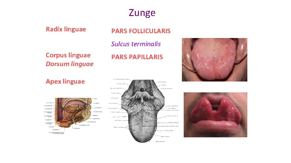 Zunge Radix linguae PARS FOLLICULARIS Sulcus terminalis Corpus linguae Dorsum linguae Apex linguae PARS