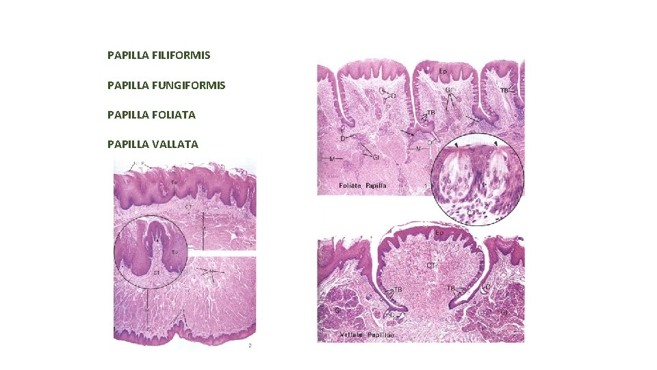 PAPILLA FILIFORMIS PAPILLA FUNGIFORMIS PAPILLA FOLIATA PAPILLA VALLATA 