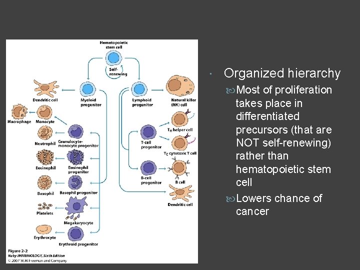  Organized hierarchy Most of proliferation takes place in differentiated precursors (that are NOT