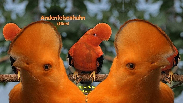 Andenfelsenhahn (36 cm) Der Andenklippenvogel, auch Andenfelsenhahn oder Roter Felsenhahn genannt, ist eine südamerikanischer